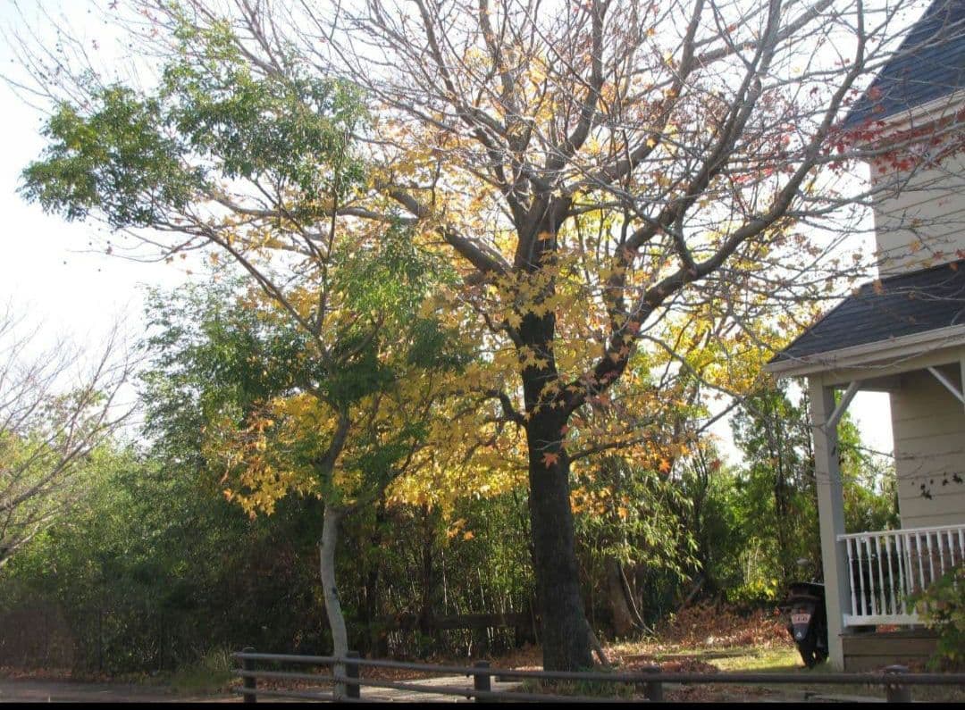 Canon PowerShot SX10 IS デジカメ　コンデジ　キャノン