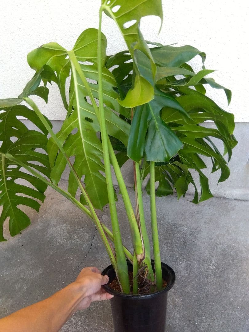 モンステラ　デリシオーサ　6号鉢つき　深穴開き❗大型葉❗　①
