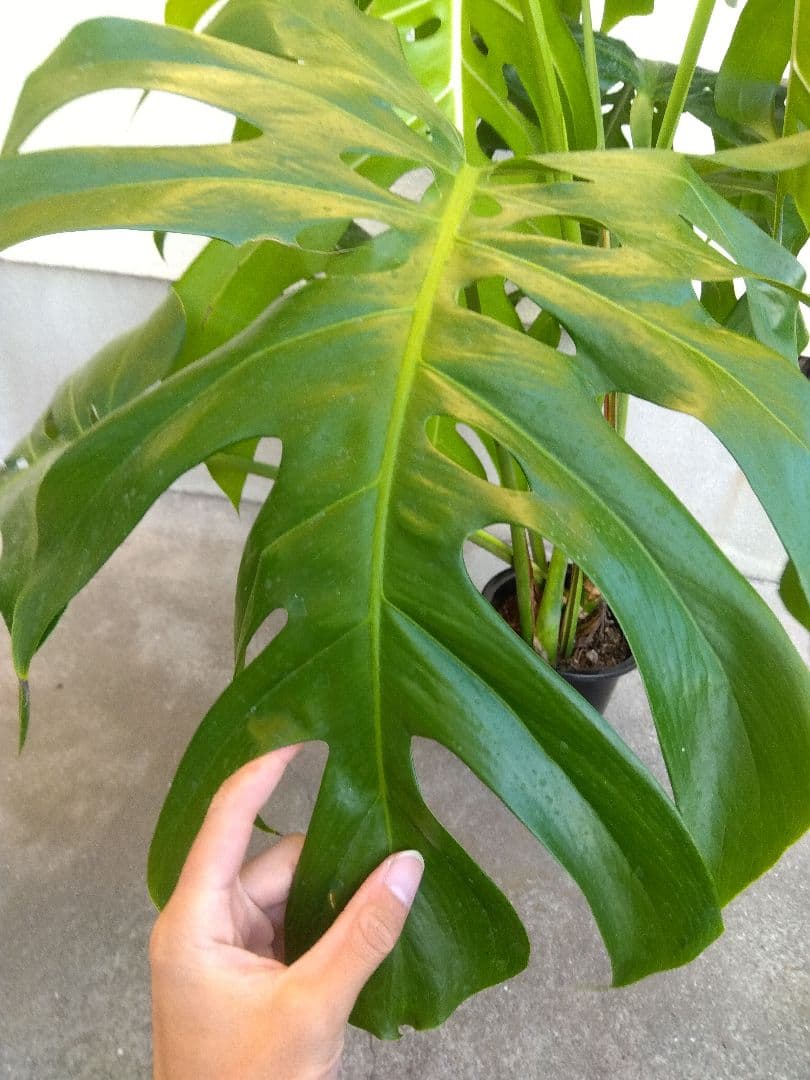 モンステラ　デリシオーサ　6号鉢つき　深穴開き❗大型葉❗　①