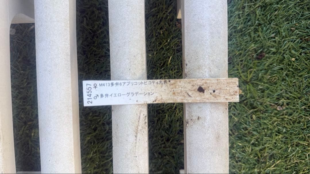 こ*ん様 メビウスのようなセミダブル　加藤農園　株分苗