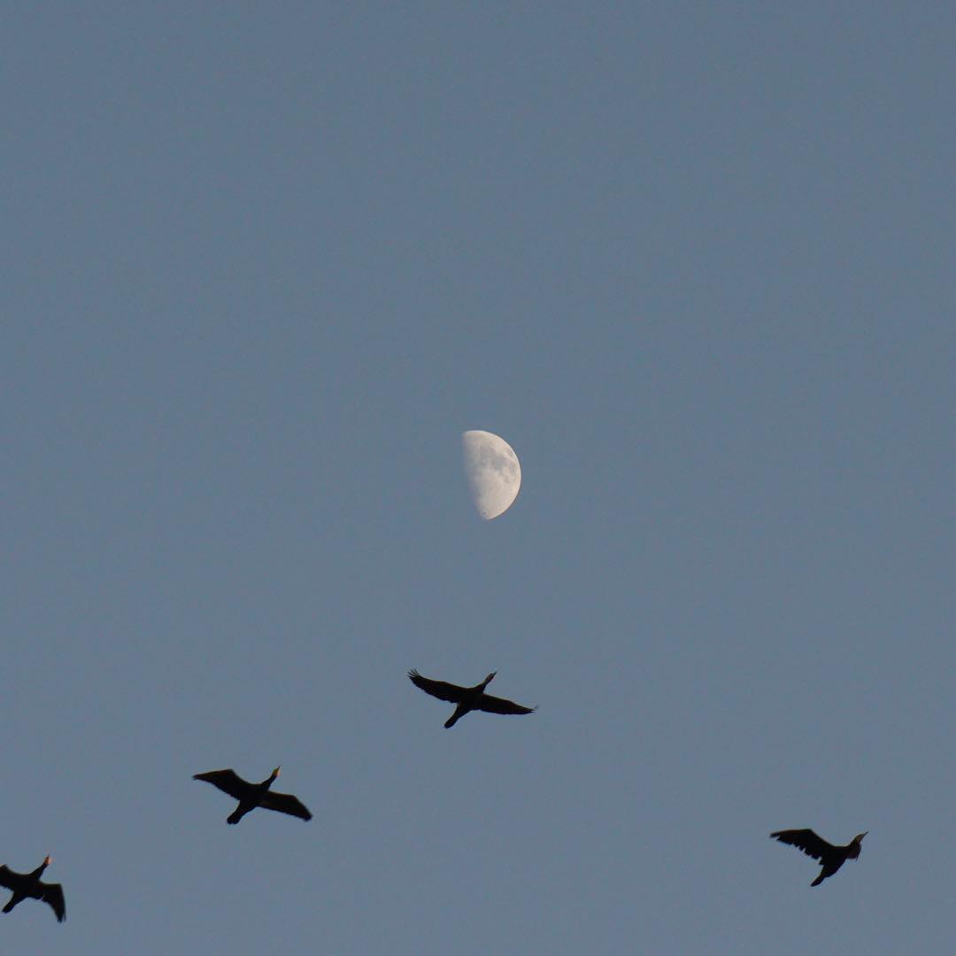 SONY SEL55210 ズームレンズ