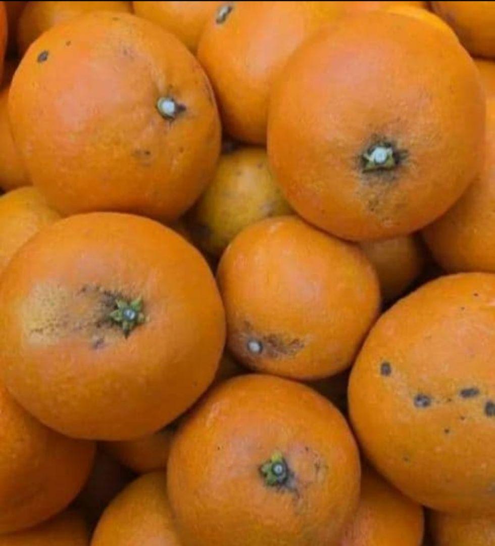 愛媛県産早生みかん小玉