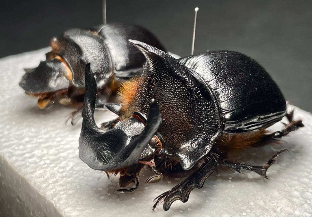 昆虫標本 良型 アンダーソンナンバンダイコク 大型ペア