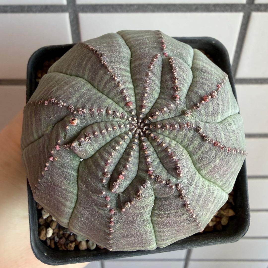 よ*！様 ② ユーフォルビア オベサ 実生選抜 モンスト 稜乱れ