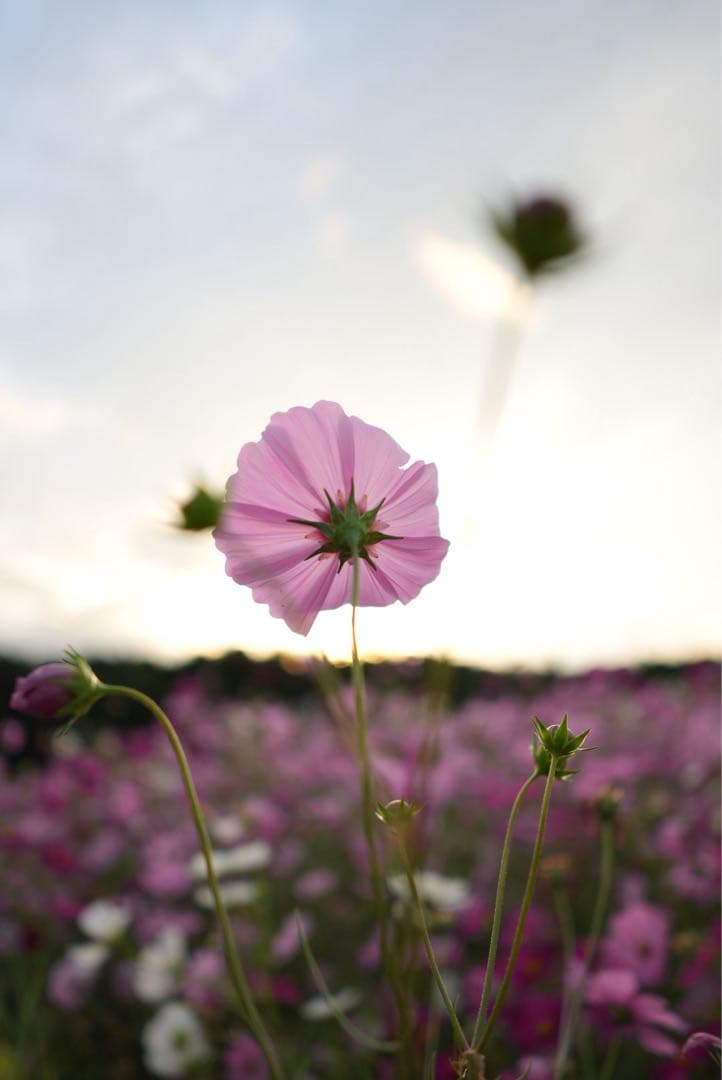 Moo［保護レンズ付き］SONY E 15mm F1.4 G レンズ