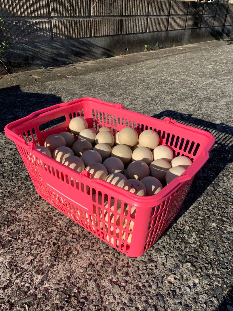 【✨公式級✨】Kenko ソフトテニスボール 90個＋カゴ 部活 練習用 大量