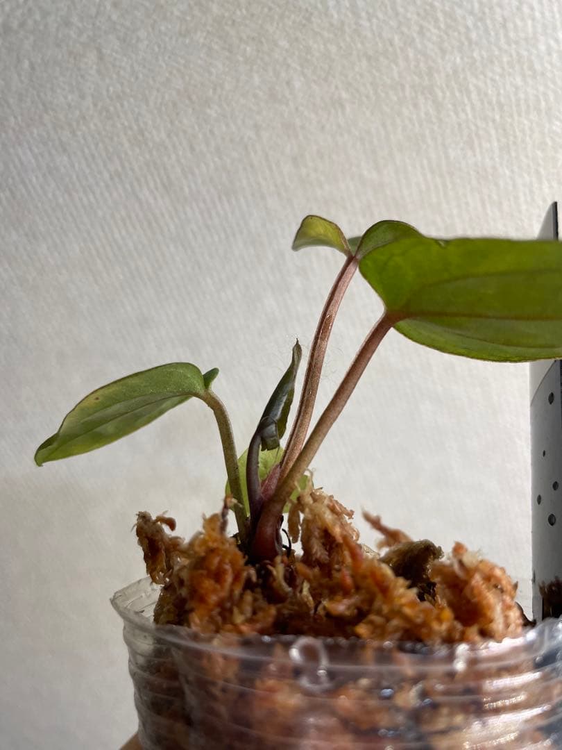 R*0様 Anthurium AOS✖️RVDP斑入り