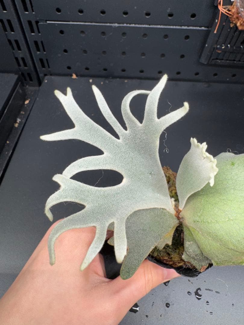 【平凡之鹿】ビカクシダ YMDS Totoro HHRナーセリータグ付け#075