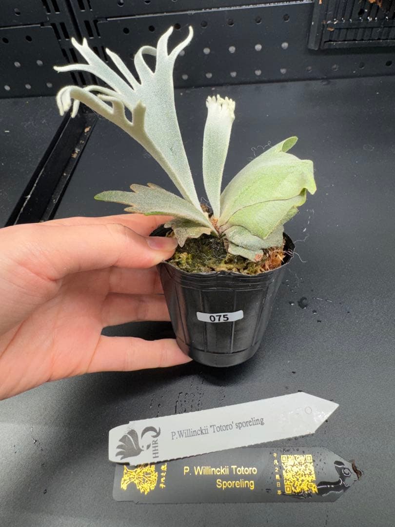 【平凡之鹿】ビカクシダ YMDS Totoro HHRナーセリータグ付け#075