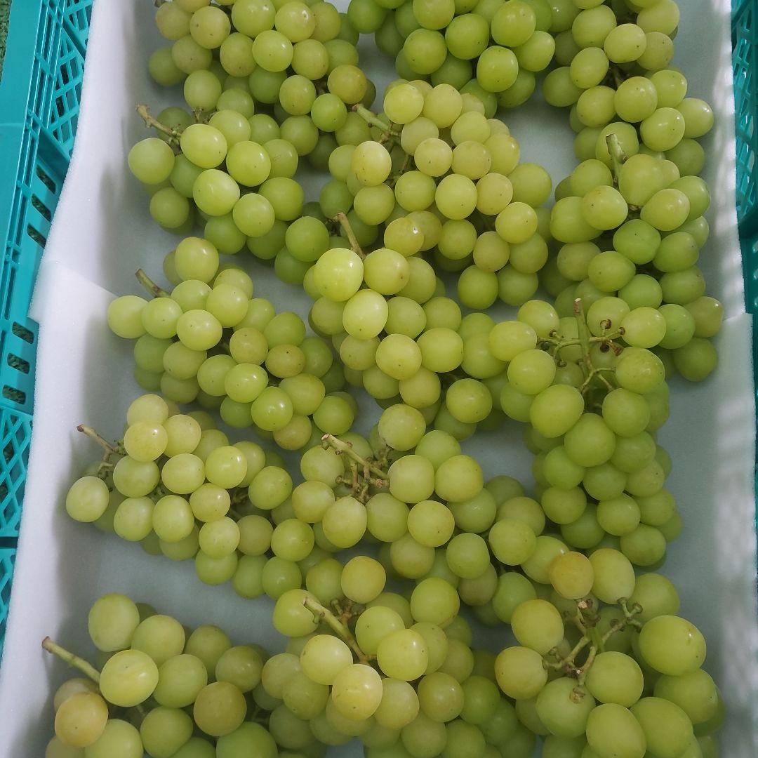 5️⃣ 山梨県産 シャインマスカット１４房 箱込み5.5キロ