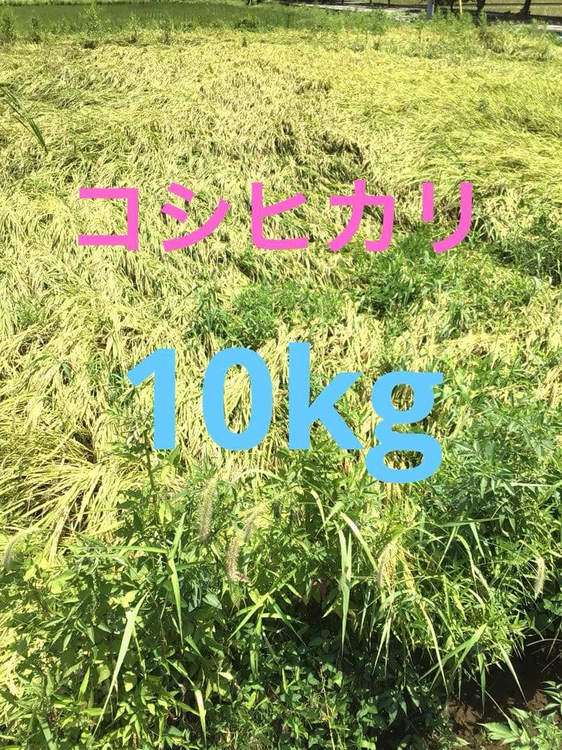 令和7年コシヒカリ玄米10kg