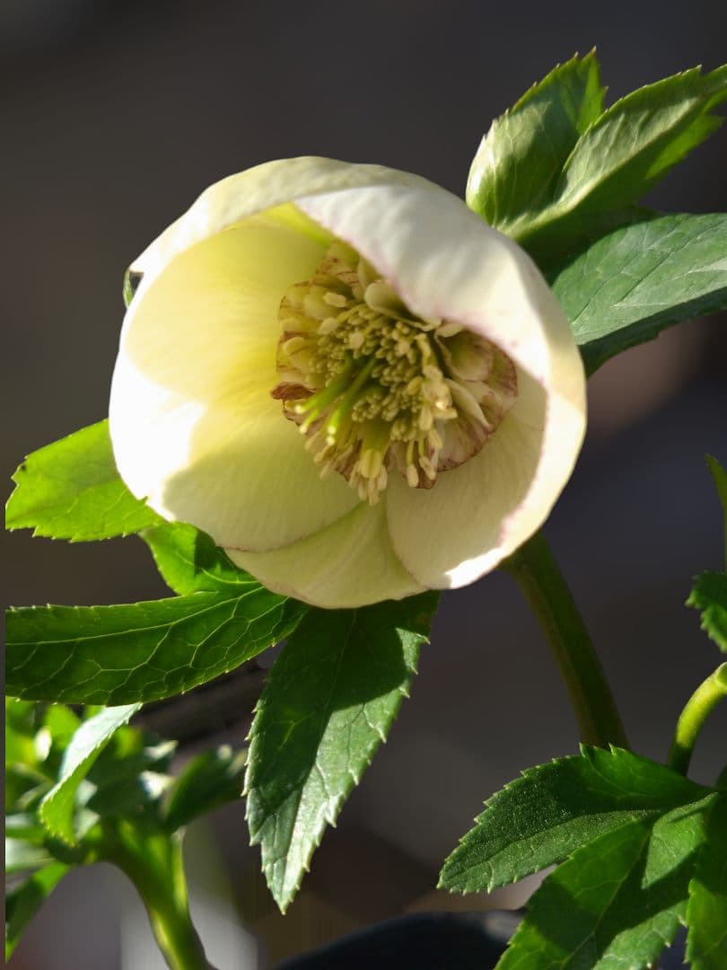 クリスマスローズ　毬姫　Sdピコ