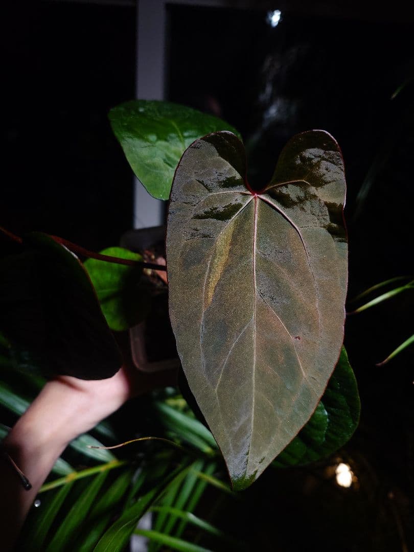 Anthurium AOS x RVDP 斑入り
