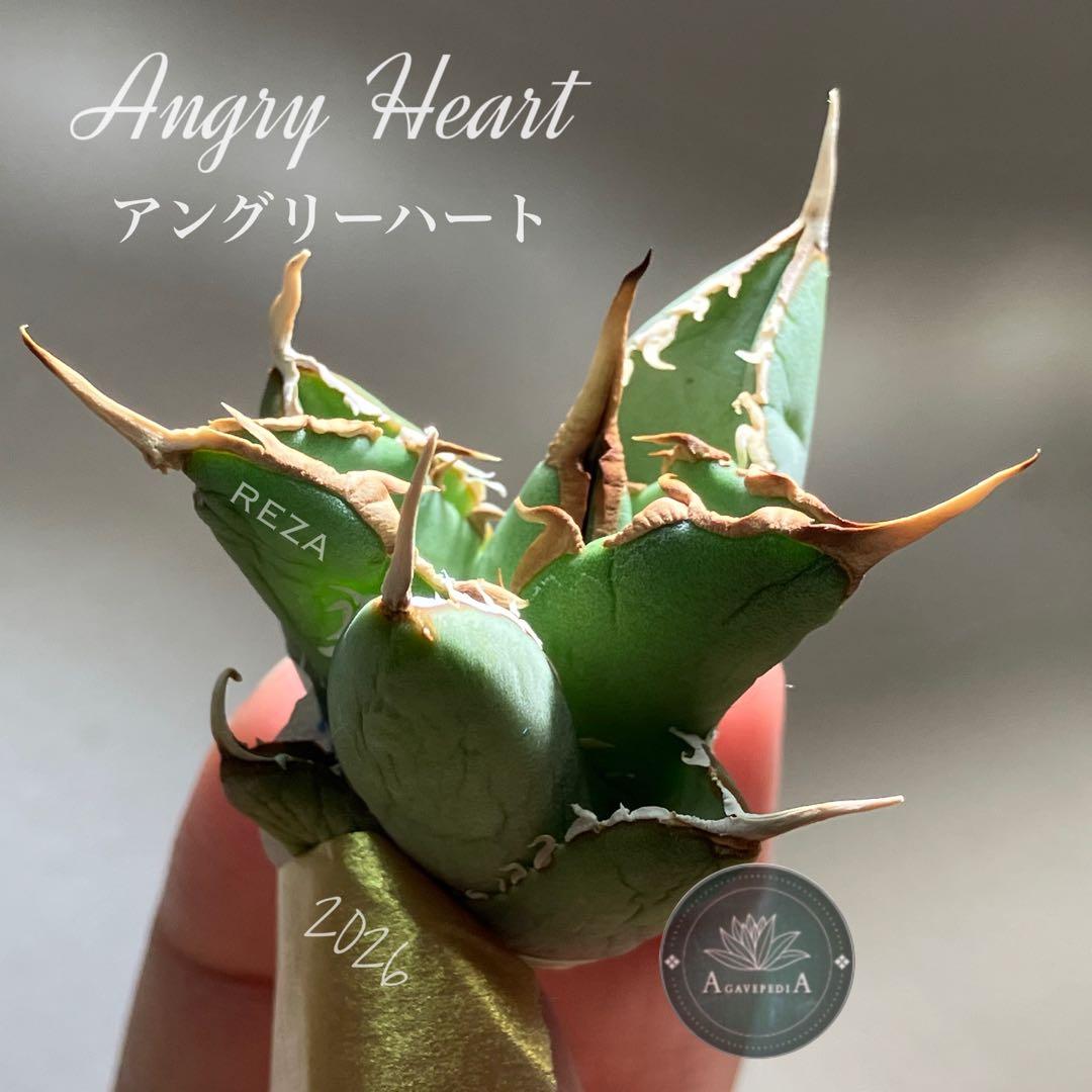 p*6様 【初売りオークション】38 REZA産　イラン株　強棘　アガベ　アング