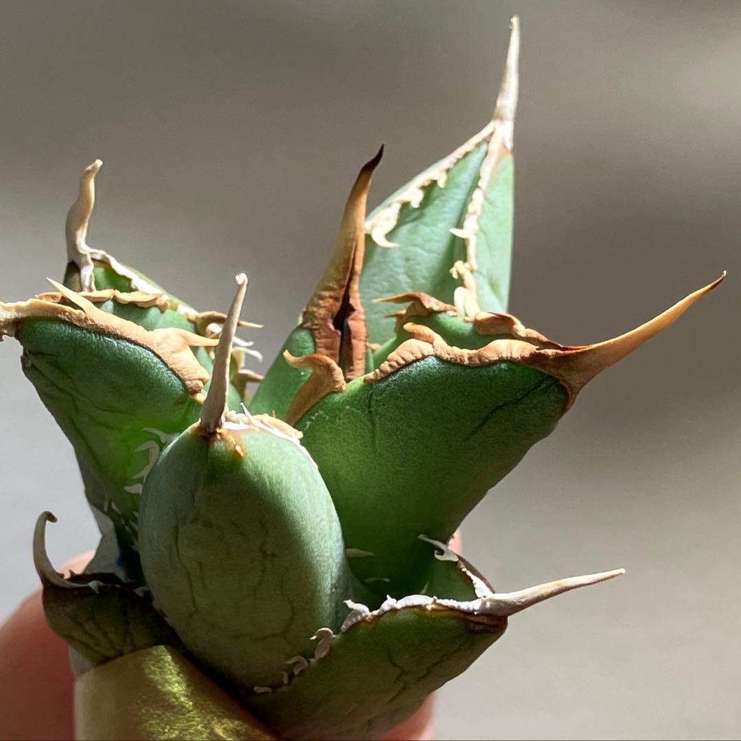 p*6様 【初売りオークション】38 REZA産　イラン株　強棘　アガベ　アング