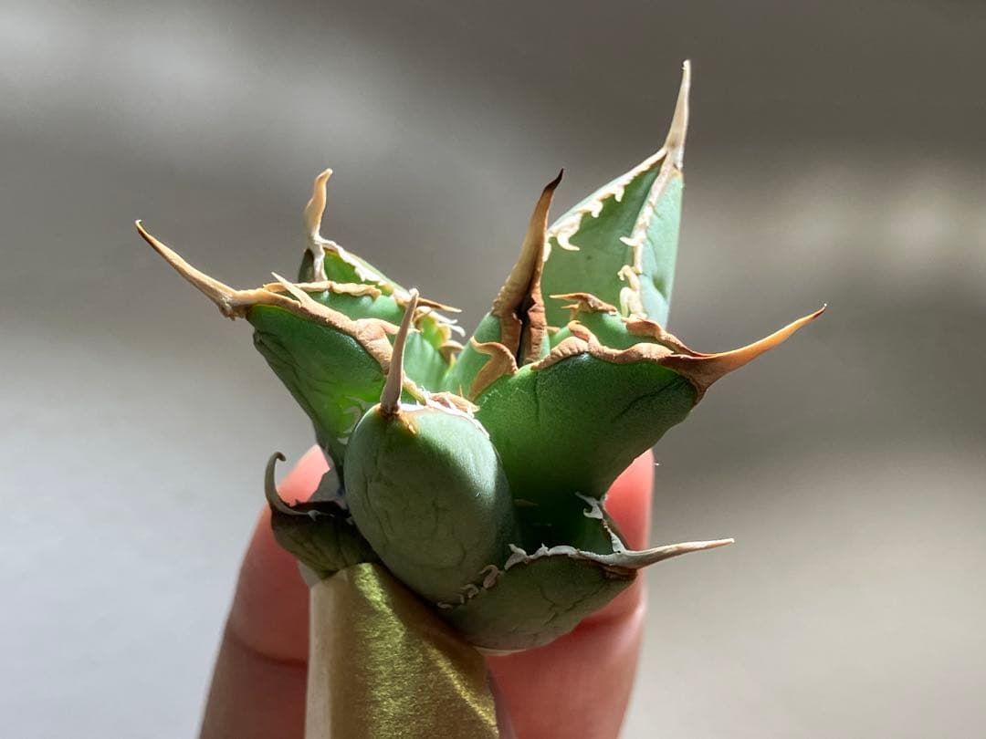 p*6様 【初売りオークション】38 REZA産　イラン株　強棘　アガベ　アング