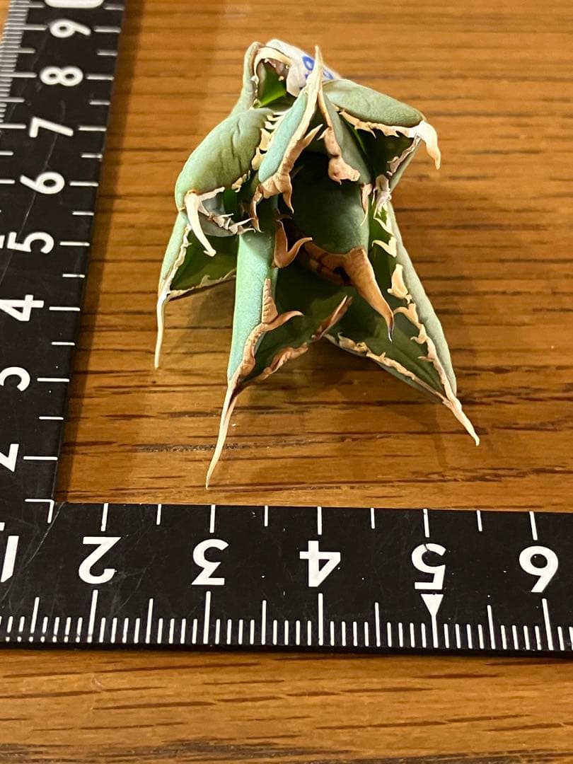 p*6様 【初売りオークション】38 REZA産　イラン株　強棘　アガベ　アング