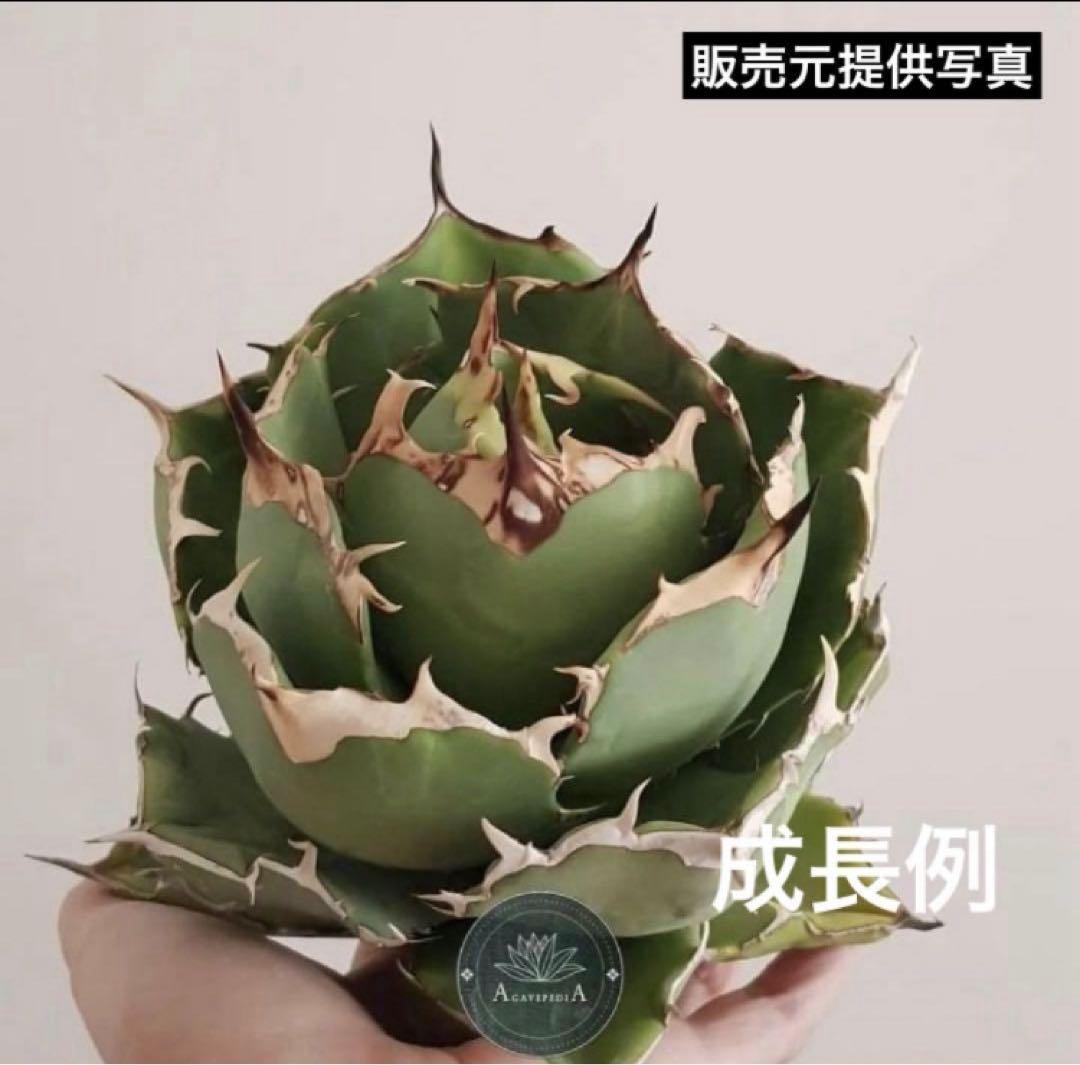 p*6様 【初売りオークション】38 REZA産　イラン株　強棘　アガベ　アング