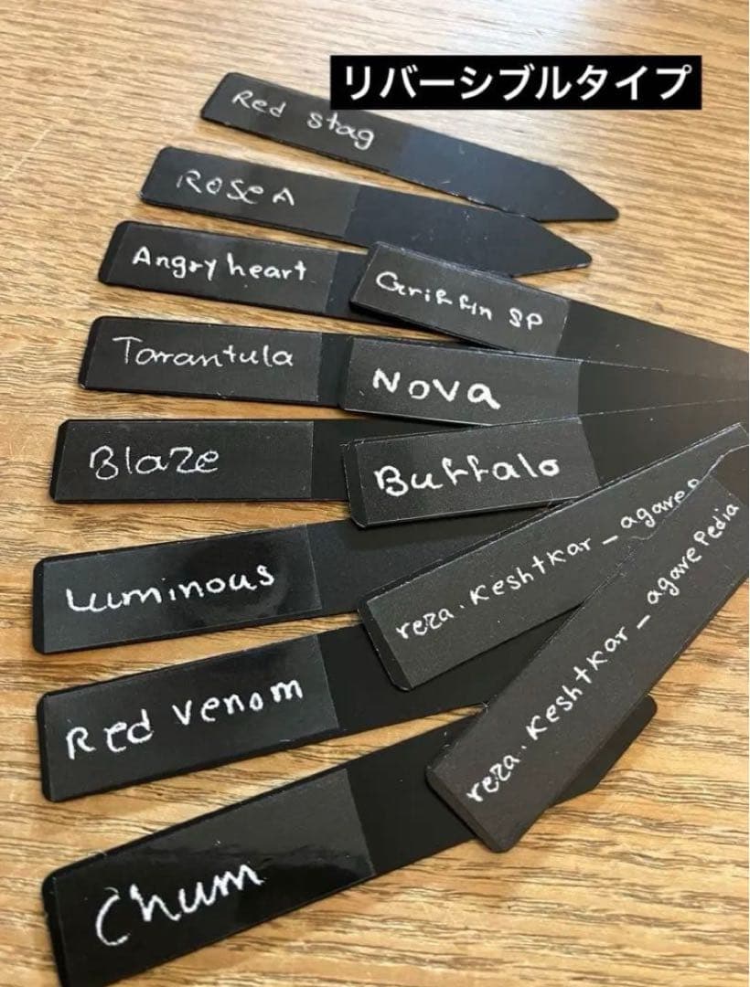 p*6様 【初売りオークション】38 REZA産　イラン株　強棘　アガベ　アング