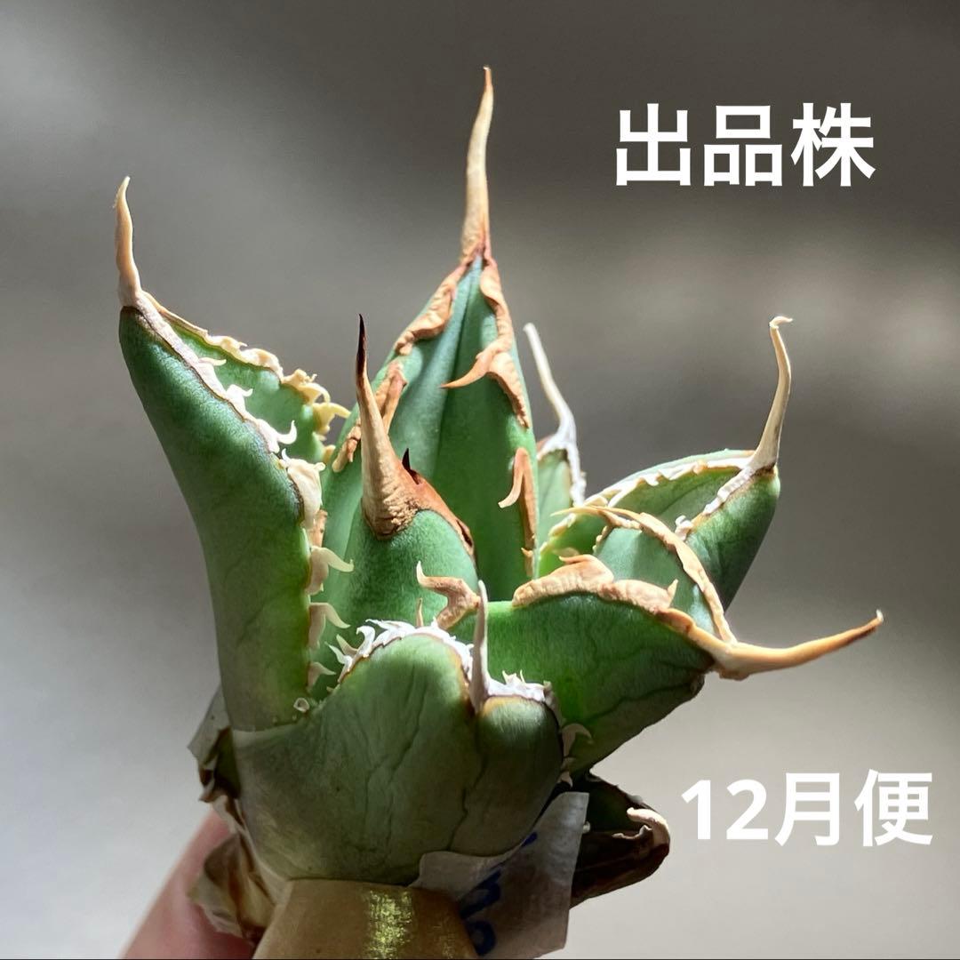 p*6様 【初売りオークション】38 REZA産　イラン株　強棘　アガベ　アング