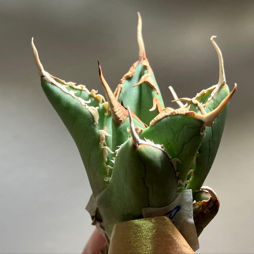 p*6様 【初売りオークション】38 REZA産　イラン株　強棘　アガベ　アング