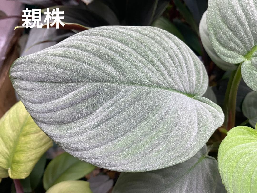 ホマロメナ/ Homalomena sp.“月輪” 【LA0318-01】 子株