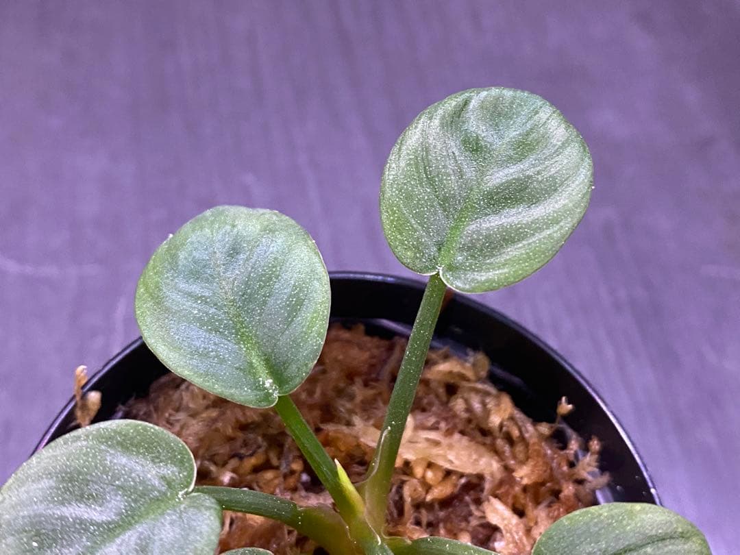 ホマロメナ/ Homalomena sp.“月輪” 【LA0318-01】 子株