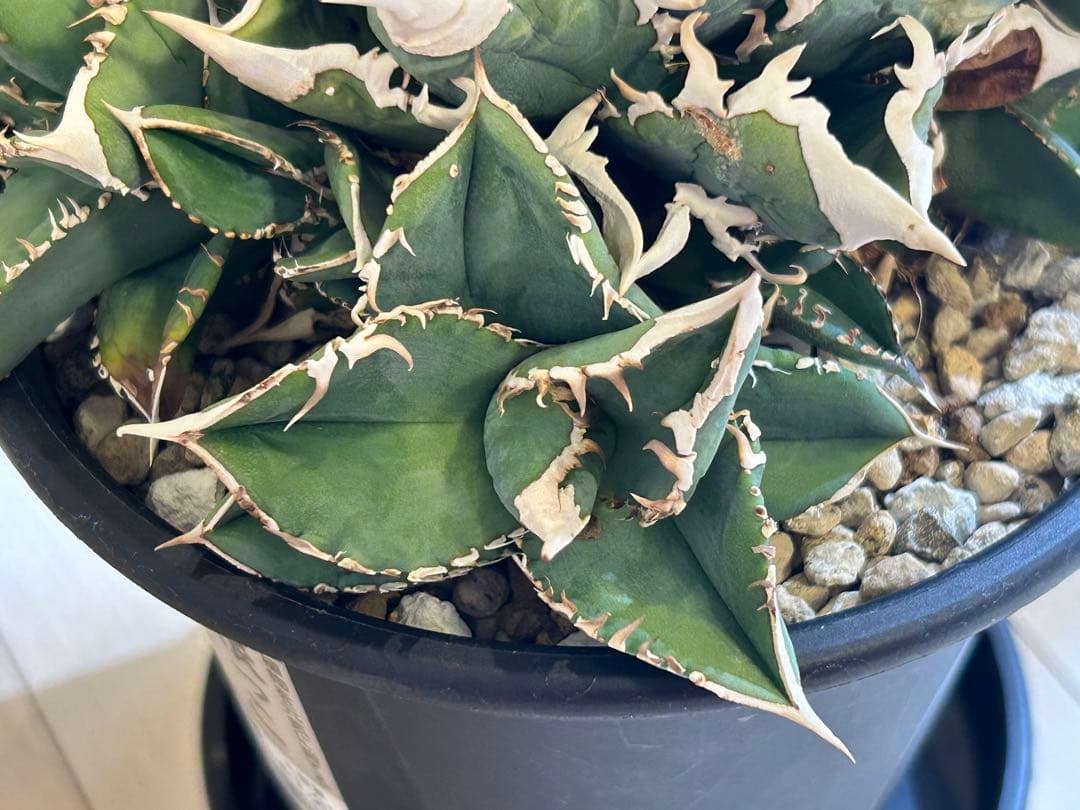 【ラスト】アガベ 大白鯊 ホオジロザメ CJ special Ivory w.a