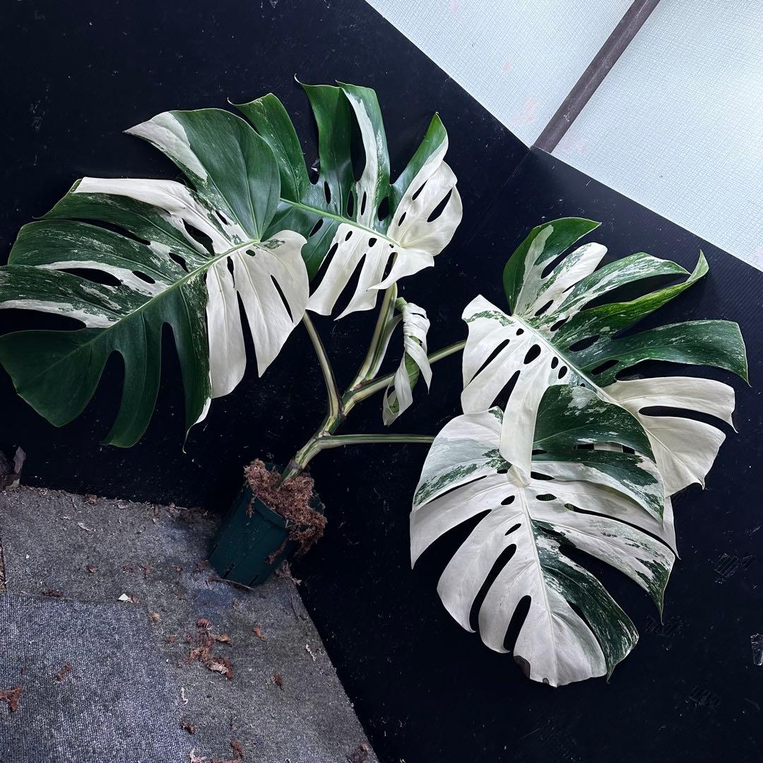 き*き様 斑入りモンステラ ホワイトタイガー極美大株84cm白斑多