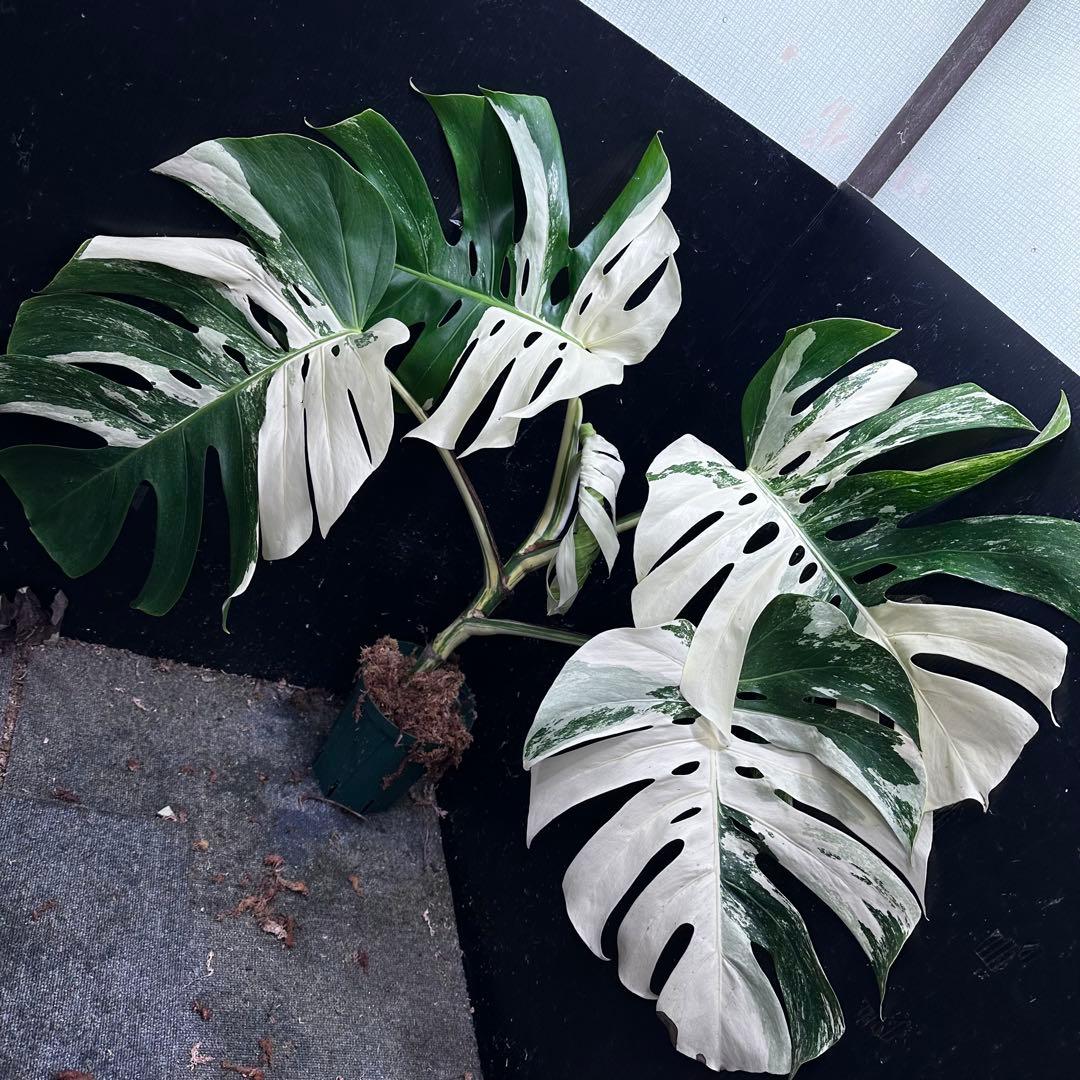 き*き様 斑入りモンステラ ホワイトタイガー極美大株84cm白斑多