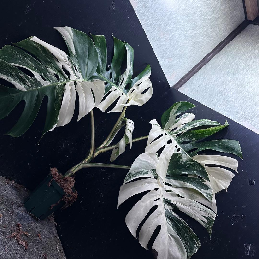 き*き様 斑入りモンステラ ホワイトタイガー極美大株84cm白斑多
