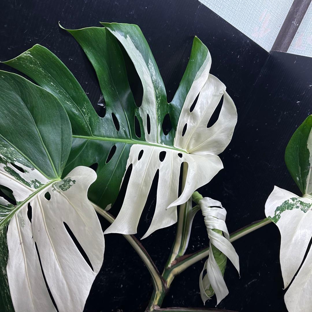 き*き様 斑入りモンステラ ホワイトタイガー極美大株84cm白斑多