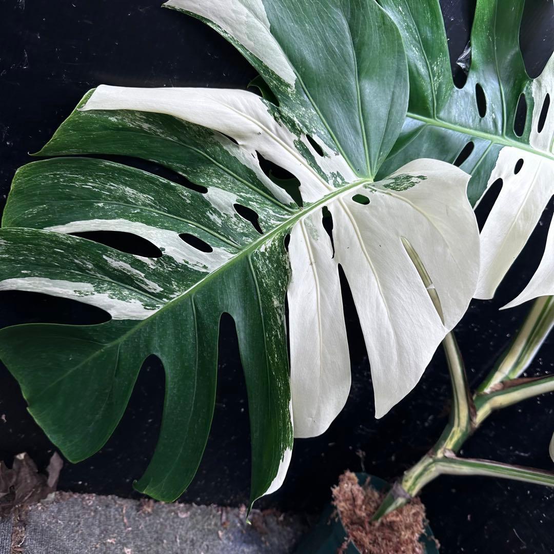 き*き様 斑入りモンステラ ホワイトタイガー極美大株84cm白斑多