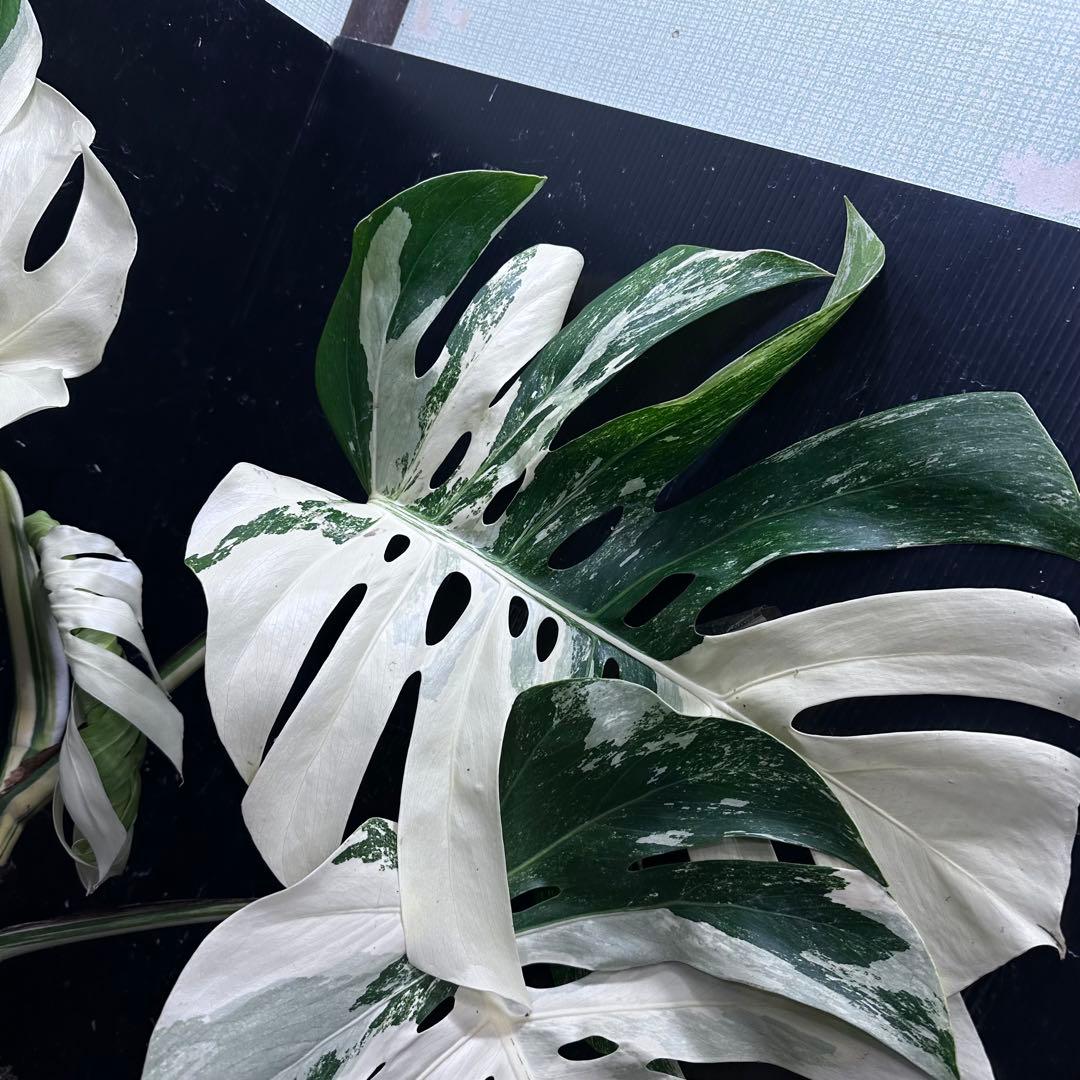 き*き様 斑入りモンステラ ホワイトタイガー極美大株84cm白斑多