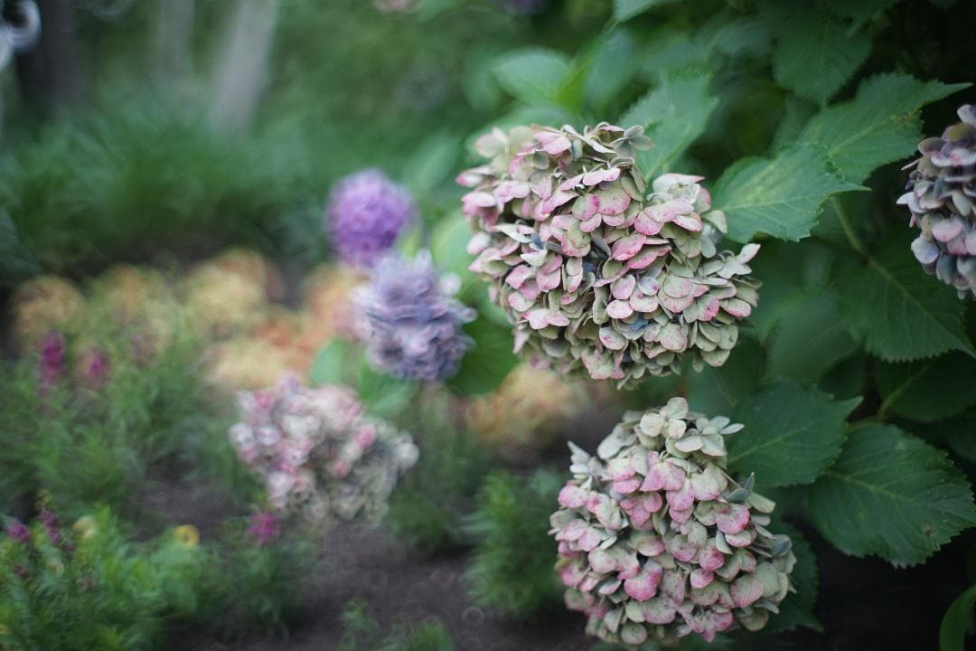 ◎宝石レンズ◎ PENTAX Super Takumar 55mm F1.8