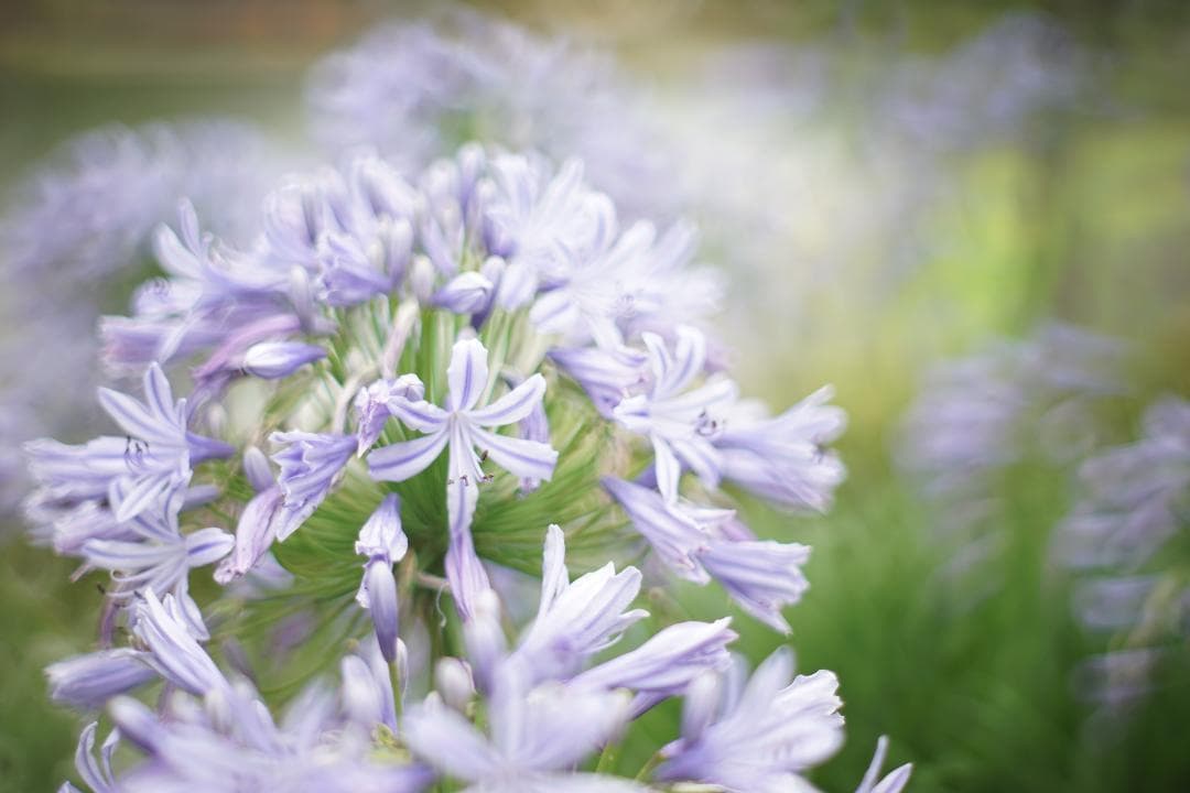 ◎宝石レンズ◎ PENTAX Super Takumar 55mm F1.8