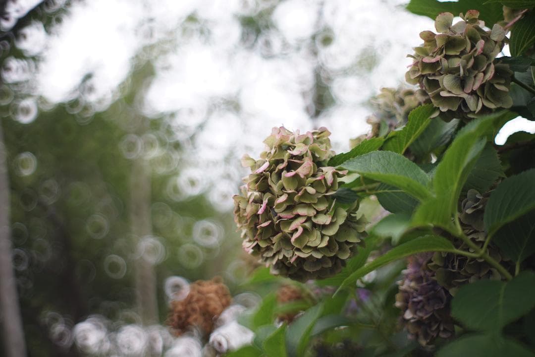 ◎宝石レンズ◎ PENTAX Super Takumar 55mm F1.8