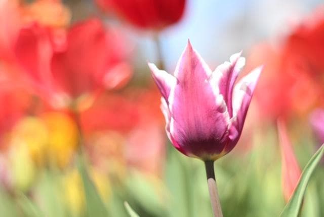 ◎宝石レンズ◎ PENTAX Super Takumar 55mm F1.8