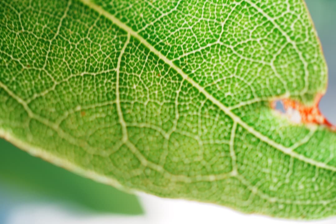 美品 SONY E30mm F3.5 Macro 等倍マクロ SEL30M35