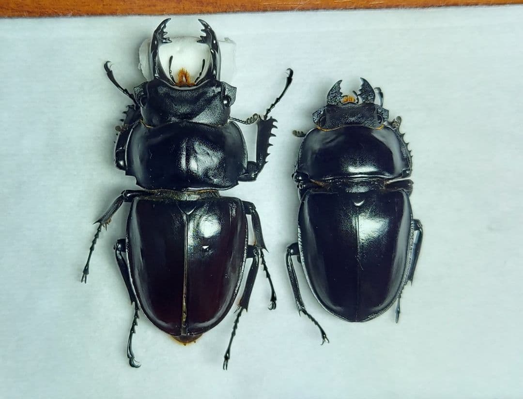 ヤエヤママルバネ　61mmup　ペア