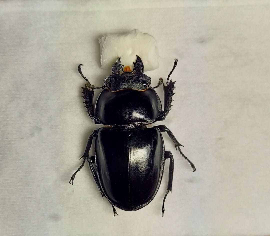 ヤエヤママルバネ　61mmup　ペア