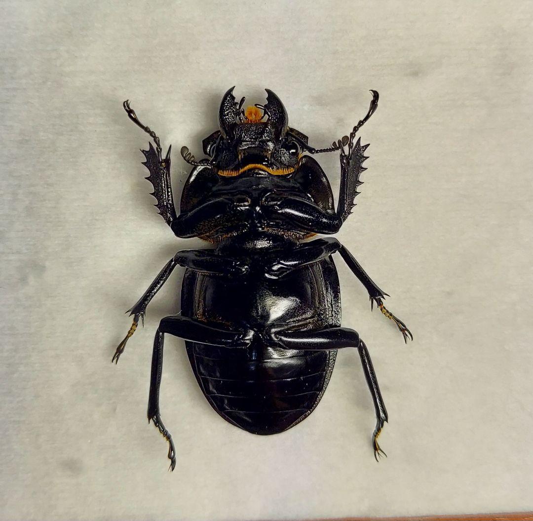 ヤエヤママルバネ　61mmup　ペア