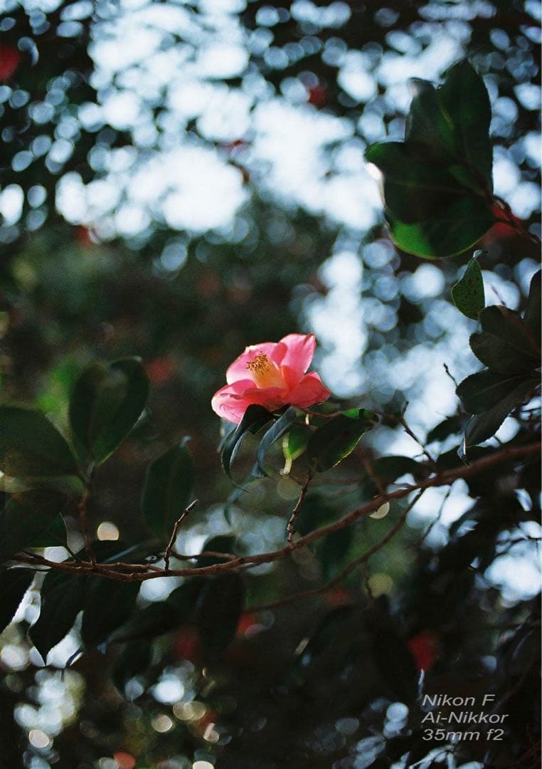 nikon f フォトミック★完動品＊美品＊初期保証★35mm f2！★作例必見