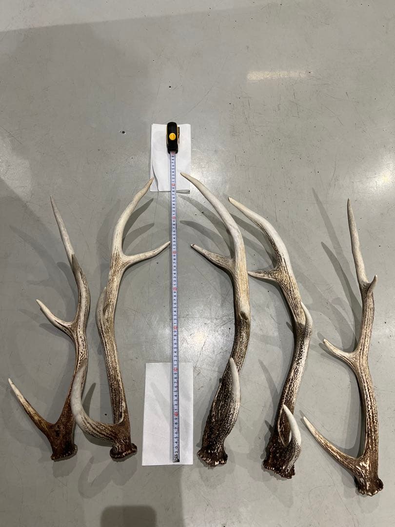鹿の角 約60〜70cm 5本