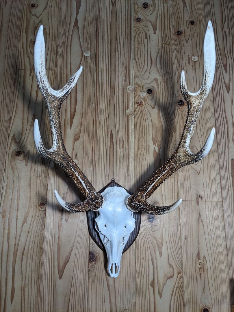 鹿角　壁掛け　ハンティングトロフィー　九州鹿　鹿の角　2024　名勝耶馬渓産