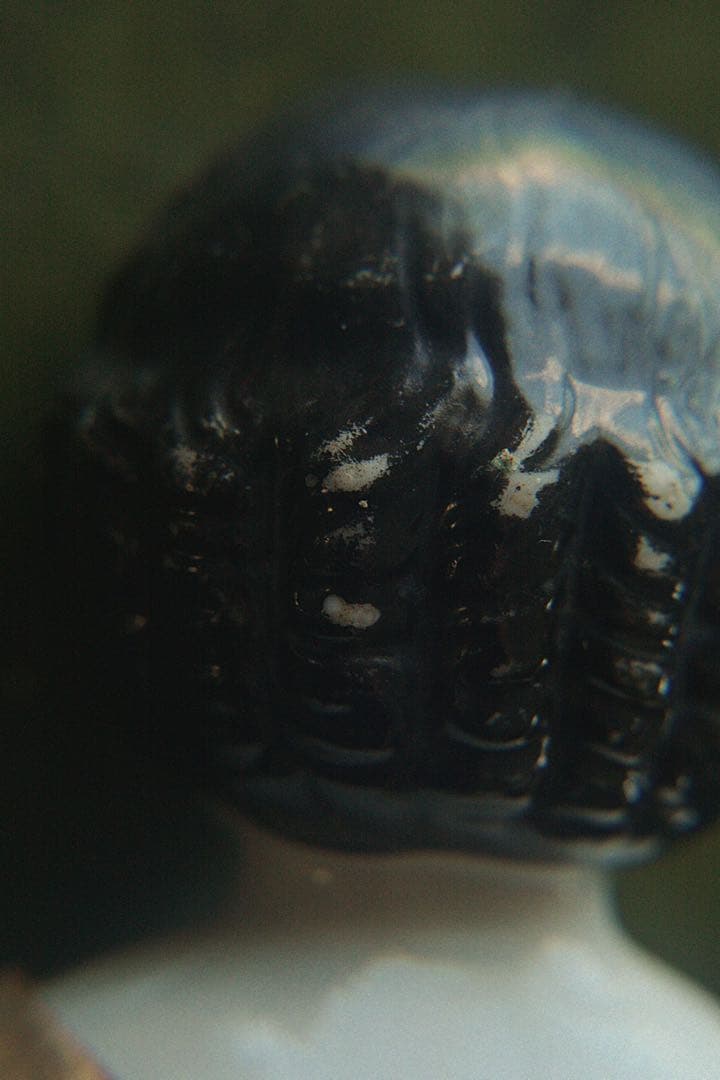 アンティーク チャイナヘッドドール ビスクドール ドイツ人形