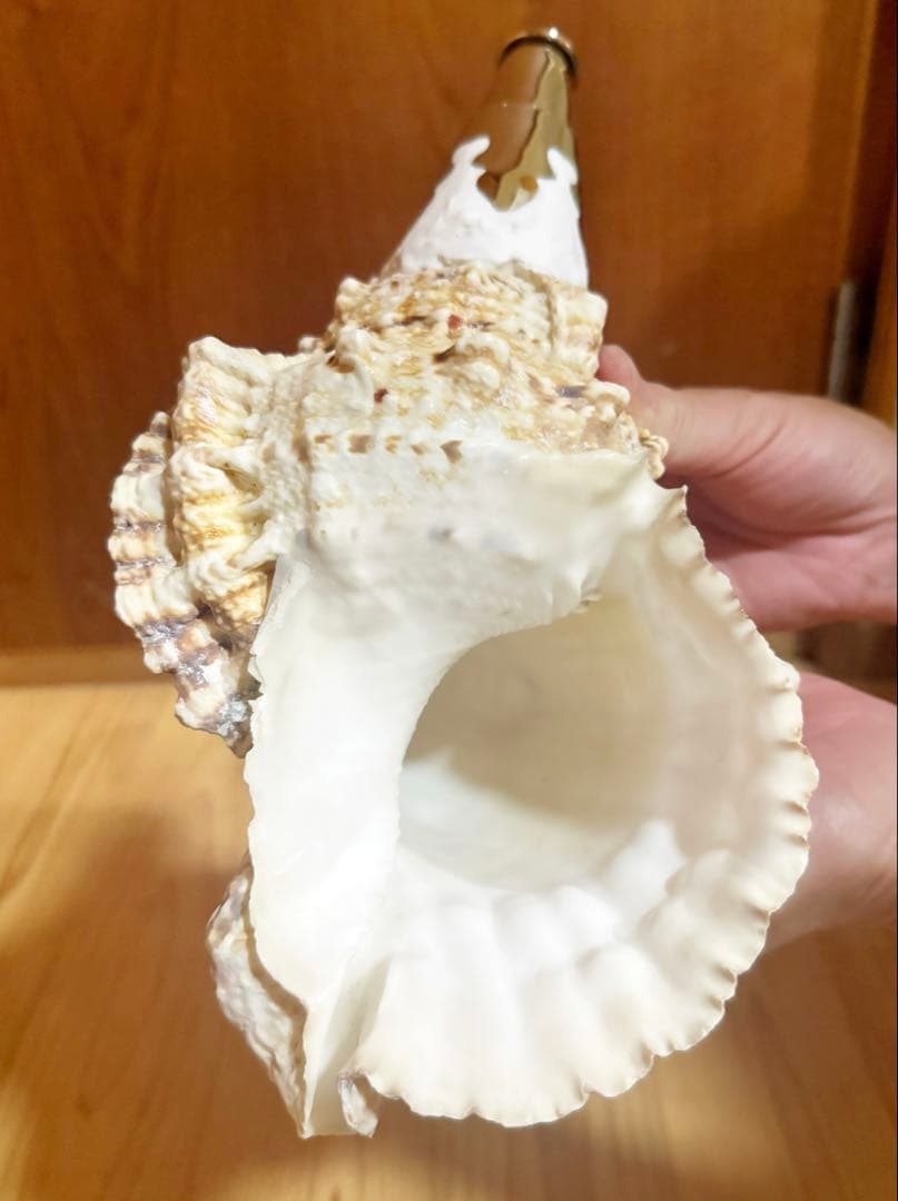 法螺貝　ほら貝　ホラガイ❣️