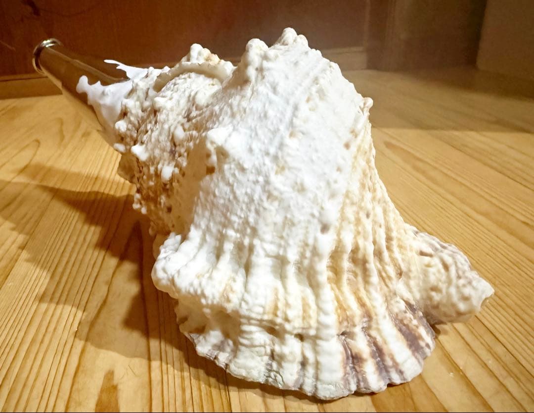 法螺貝　ほら貝　ホラガイ❣️