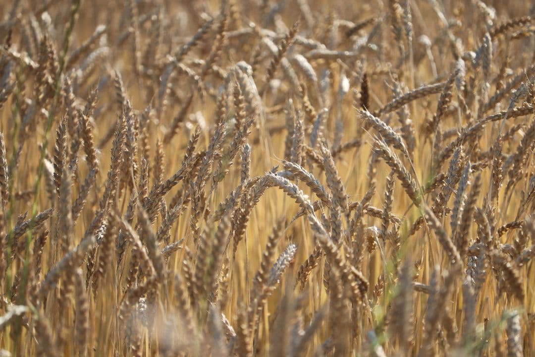 自然栽培 小麦粉 (全粒粉) 1kg×12袋2024年 ゆきちから(真空パック)