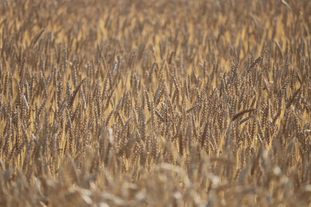 自然栽培 小麦粉 (全粒粉) 1kg×12袋2024年 ゆきちから(真空パック)